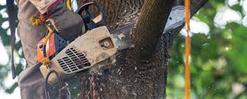 How Our Tree Care Process Works  in  King City, CA