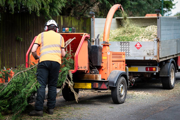 Organic Lawn Care Solutions in King City, CA