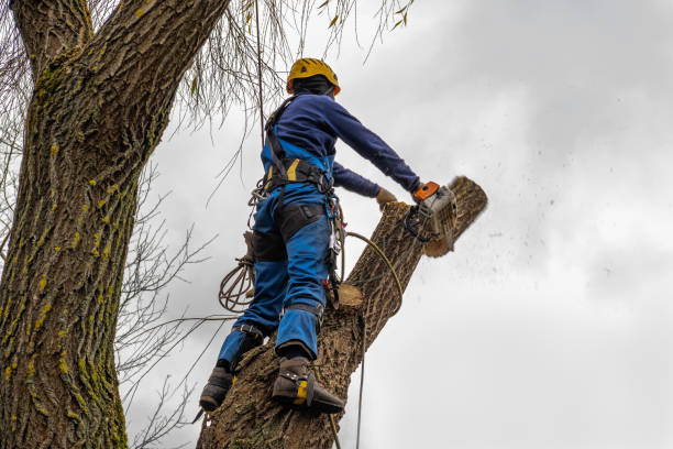 Best Leaf Removal  in King City, CA